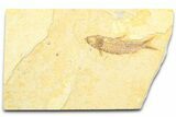 Detailed Fossil Fish (Knightia) - Wyoming #372346-1